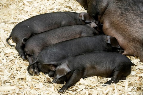 Domestic pig