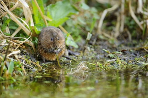 Eastern vole