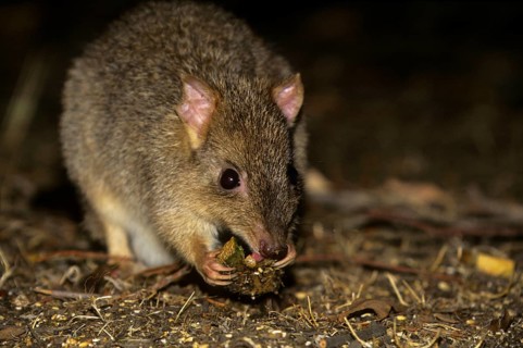 Brush-tailed Rat Kangaroo