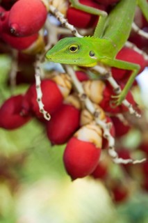 Green crested lizard