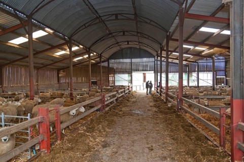 Sheep farming