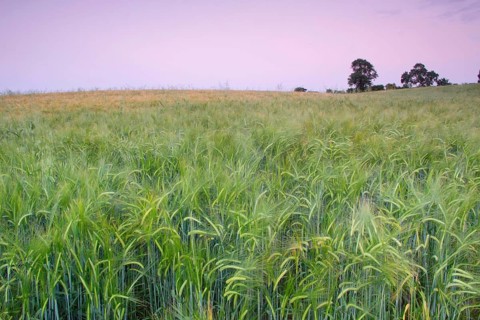 Barley