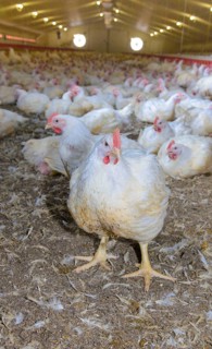 Breeding chickens