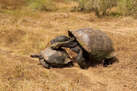 Testudo elephantopus porteri porteri porteri