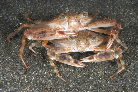 Blue Swimming Crab