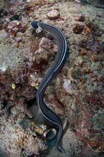 Adult dark-shouldered snake eel