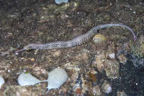 Lying pipefish