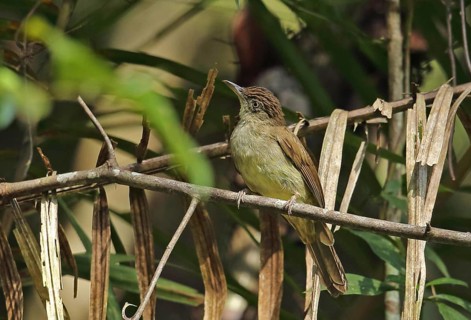 Buff-vented Bulbul