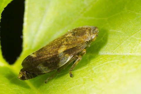 Common Froghopper