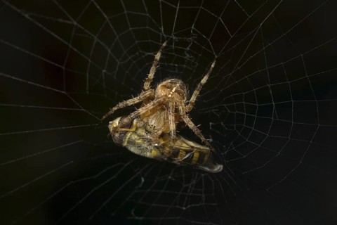 Adult european garden spider