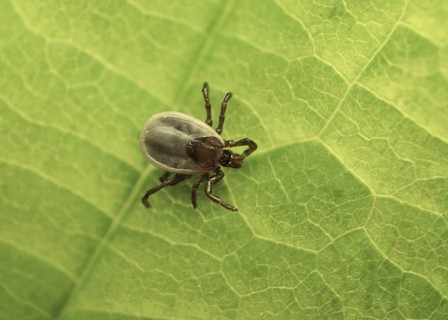 Sheep Tick