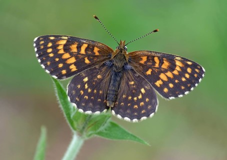 False heath fritillary