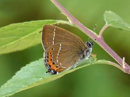 Black hairstreak