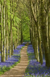 Hyacinthoides non-scripta