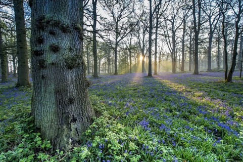 Endymion hyacinth