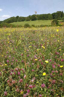 Red Clover