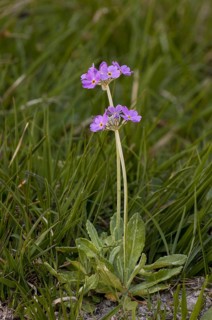 Birdseye Primrose