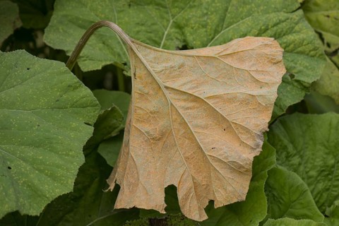 Butterbur