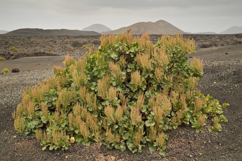 Canary sorrel