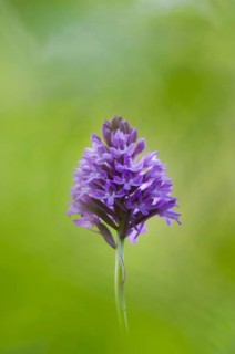Pyramidal Orchid