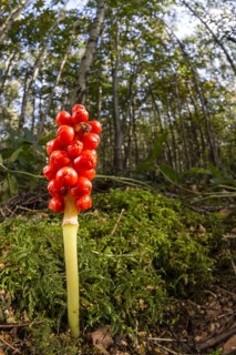 Lords and common arum
