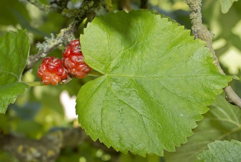 Black Mulberry