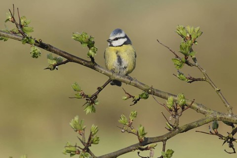 Blue Tit