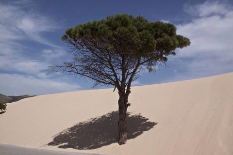 Pine