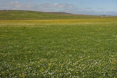 View of a meadow with wild flowers