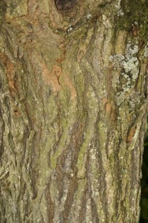 Black mulberry