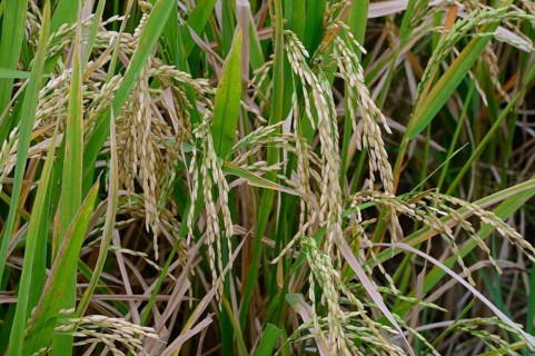 Asian rice