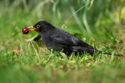 Common blackbird