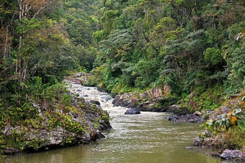 River course through the tropical rainforest of Ranomafana National Park