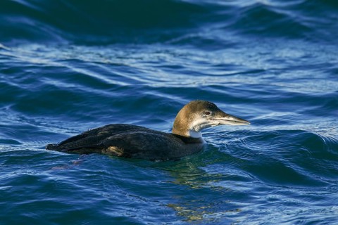Great northern loon