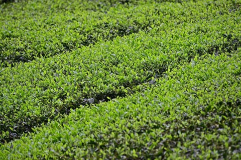 Tea Plantation