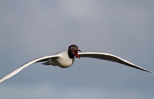 Black-headed Black-headed Gull