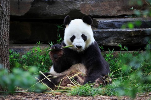 Giant panda