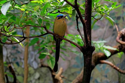 Blue Crowned Motmot