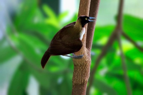 Lesser Bird of Paradise