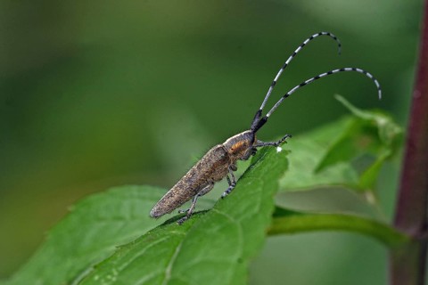 Golden-breasted Longhorn Beetle