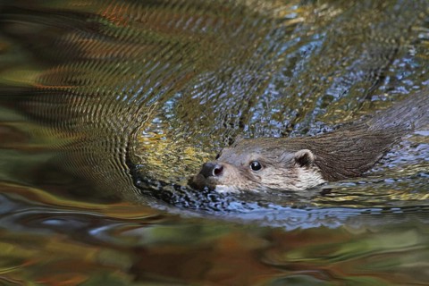 European otter