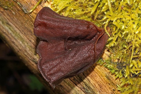 Jew's ear