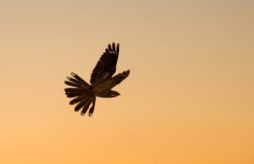 Nightjar