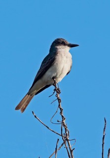 Grey Kingbird