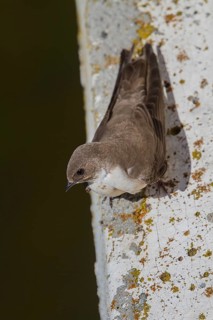 Eurasian crag martin