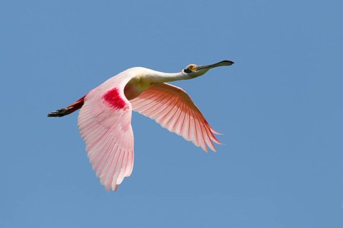 Roseate spoonbill