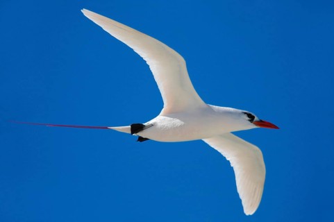 Red-tailed tropicbird