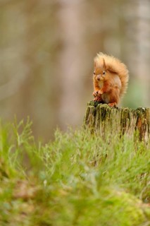 Eurasian red squirrel