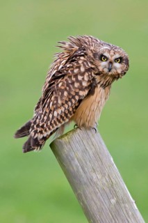 Short-eared owl