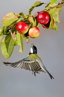 Great Tit